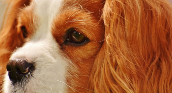Tan White Cavalier King Charles Spaniel