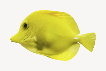 Tang fish collage element psd | Free PSD - rawpixel Tang fish collage element psd | Free PSD - rawpixel