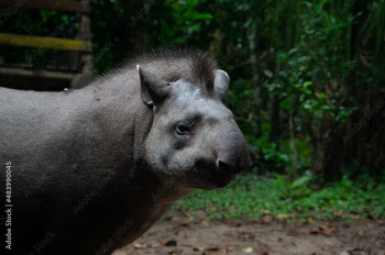 Tapir sauvage dans la foret amazonienne en bolivie dans le parc national du madidi
