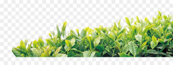 Tea culture Oolong Template - tea Tea culture Oolong Template - tea