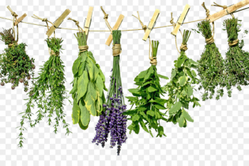 Tea Herb Greek cuisine Health Spice - Herbs PNG Photo 