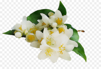 Tea Jasmine Essential oil Orange blossom - Tea Jasmine Essential oil Orange blossom -