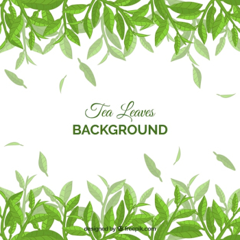 Tea leaves background with plants Tea leaves background with plants