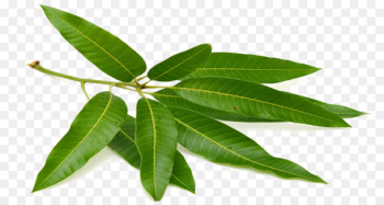 Tea Mango Leaf Puri Fruit - Mango green leaves Tea Mango Leaf Puri Fruit - Mango green leaves