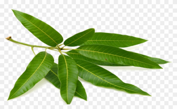 Tea Mango Leaf Puri Fruit - Mango Leaf Tea Mango Leaf Puri Fruit - Mango Leaf