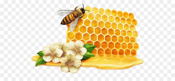 Tea Mu0101nuka honey Bee Manuka - Honey Honey Flowers Creative 