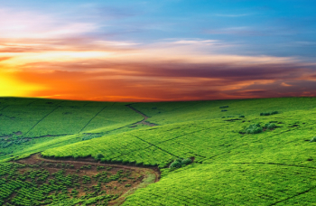 Tea plantation in Uganda Tea plantation in Uganda