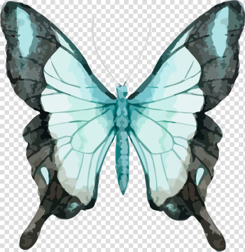 Teal and black butterfly , Butterfly Watercolor painting , Beautiful butterfly watercolor transparent background PNG clipart