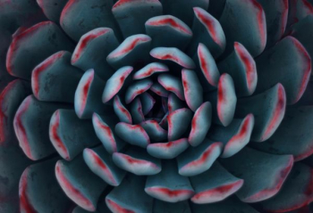 teal and red succulent plant teal and red succulent plant