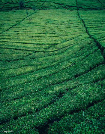 Tean plantation | Free stock photo - 428338 Tean plantation | Free stock photo - 428338