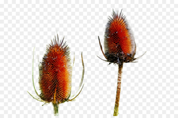 teasel plant flower flowering plant teasel plant flower flowering plant