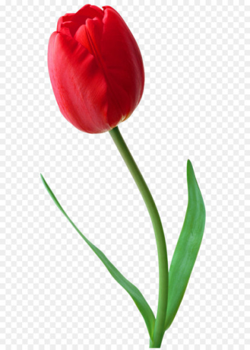 Tehran Black Friday Iranian Revolution Keh 2017–18 Iranian protests - Large PNG Red Tulip Clipart 
