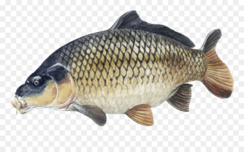 Tench Carp Cyprinidae Animal Fish - carpe Tench Carp Cyprinidae Animal Fish - carpe