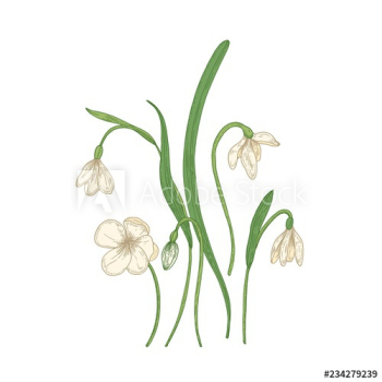 Tender snowdrop flowers isolated on white background Tender snowdrop flowers isolated on white background