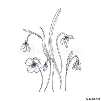 Tender snowdrop flowers isolated on white background Tender snowdrop flowers isolated on white background