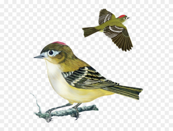 Tennessee Warbler, Yellow Rumped Warbler, Nashville - Rose Breasted Grosbeak