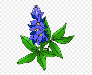 Texas State Flower - Texas State Flower Drawing Texas State Flower - Texas State Flower Drawing