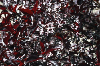 Textural Delicate Spring Blush Blossoms And Crimson Leaves