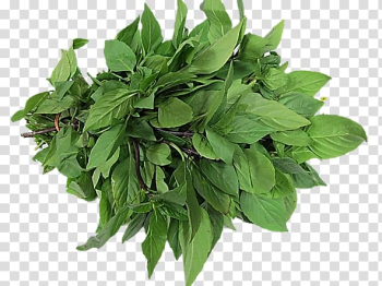 Thai basil Lemon basil Leaf vegetable Herb, vegetable transparent background PNG clipart