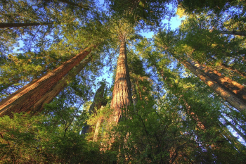 The 7,472-acre Headwaters Forest Reserve | Free Photo - rawpixel