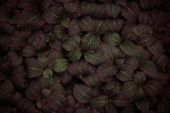 The beds of this plant look brown from a distance - it's only when you get up close that you see the electric pink streaking between the leaves of green.