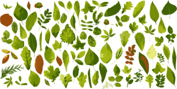The big collection of leaves The big collection of leaves