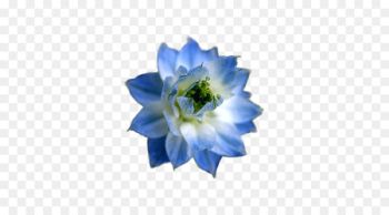 The Blue Flower Flower garden - pastel flower The Blue Flower Flower garden - pastel flower