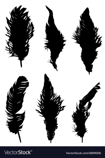 The collection of feathers vector image The collection of feathers vector image