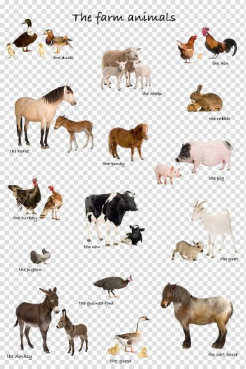 The farm animals illustration, Live Farm Illustration, animal transparent background PNG clipart