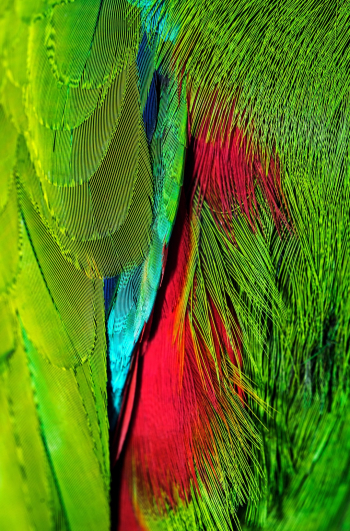 The female Eclectus parrot is a gorgeous dark blue and red, while the males are dull by comparison, but this photo shows a colourful portion of the plumage between the wing on the left and the breast on the right.