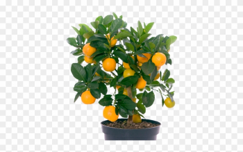 The Fleshy Part Can Be Removed From The Skin And Eaten - Orange Fruit Tree Png The Fleshy Part Can Be Removed From The Skin And Eaten - Orange Fruit Tree Png