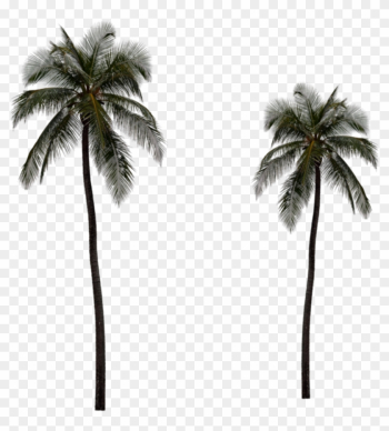 The Gallery For &gt; Real Palm Tree Png - Long Palm Tree