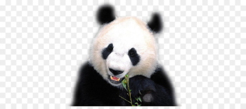 The Giant Panda Bear Red panda Animal - bear The Giant Panda Bear Red panda Animal - bear