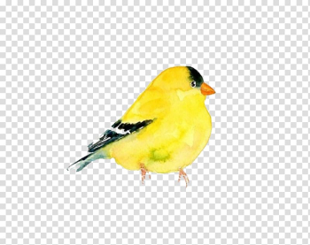 The Goldfinch Domestic canary Bird Watercolor painting , Yellow pigeon material transparent background PNG clipart