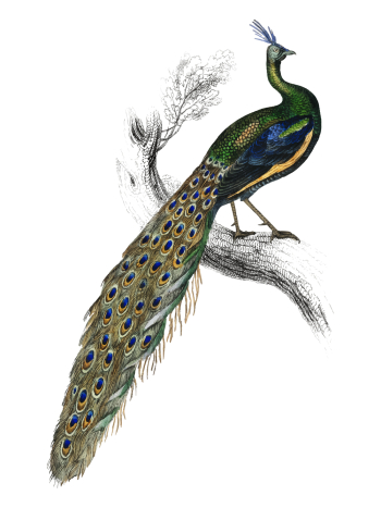 The Naturalist’s Library by Sir William Jardine (1836), a majestic male peafowl portrait. Digitally enhanced by rawpixel.