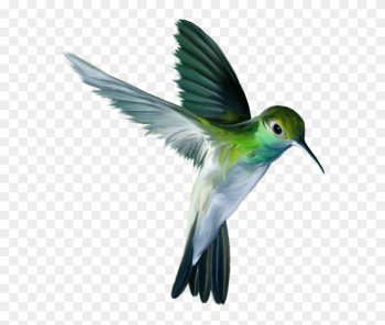 The Ruby-throated Hummingbird Flight - The Ruby-throated Hummingbird Flight