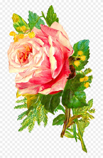 The Second Digital Flower Image Is Of A Bunch Of Pink - Antique Rose Flower