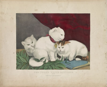 The three white kittens: peace | Free Photo - rawpixel The three white kittens: peace | Free Photo - rawpixel