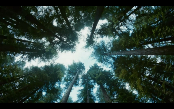 The Tree Of Life (2011) – ghezalplusmovies