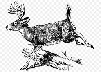 The White-tailed Deer Clip art - Deer Scene Cliparts png download ...