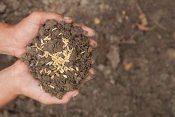 The world food day, a man's hand embraces soil with paddy seeds on top. Free Photo