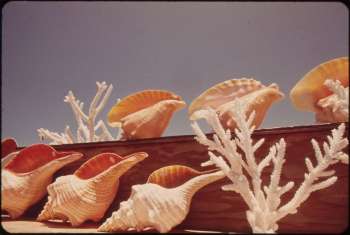 These Souvenir Seashells Are for Sale | Free Photo - rawpixel These Souvenir Seashells Are for Sale | Free Photo - rawpixel