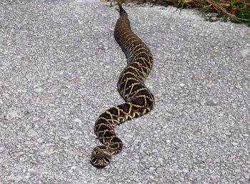 This diamondback rattlesnake lies across the .. | Free public domain photo - 439896