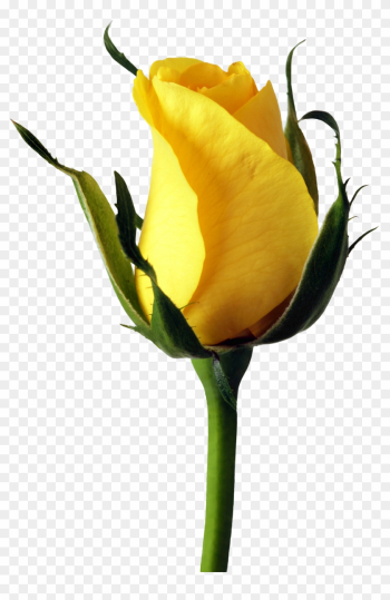 This High Quality Free Png Image Without Any Background - Yellow Rose Png Transparent