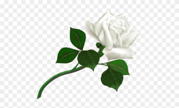 This Image Is Available In Isolated Png Large Resolution - White Rose Png