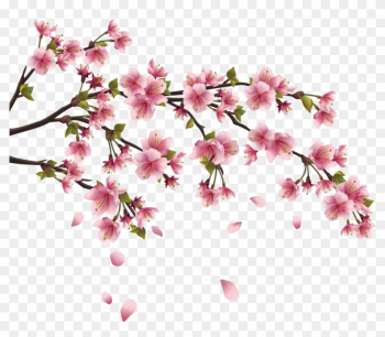 This Page Contains Information About Japanese Flower - Cherry Blossom Branch