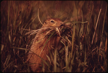 This Parka Squirrel Is Gathering | Free Photo - rawpixel This Parka Squirrel Is Gathering | Free Photo - rawpixel