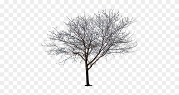 This Tree Has No Leaves - Black And White Tree Png