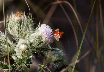 Thistle blooms provide a midday meal for a gu.. | Free public domain photo - 440400