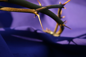 thorns_purple.jpg thorns_purple.jpg